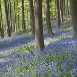 Hallerbos 
